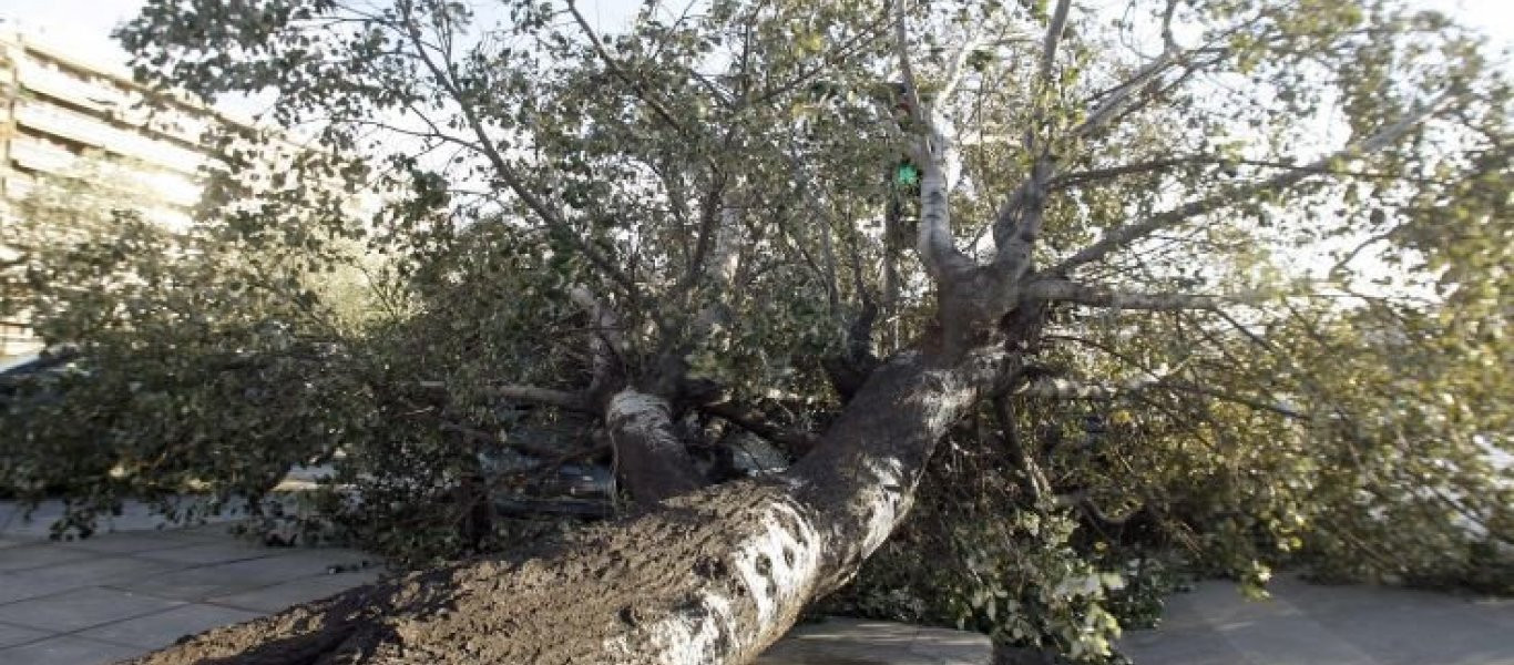 Θεσσαλονίκη: Πτώση δέντρων λόγω ισχυρών ανέμων